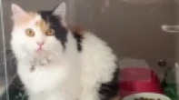 قطه شيرازي بيور عيون ازرق